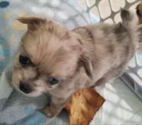 Rain, a female Chihuahua for sale in Vine Grove, KY – Photo 4 of 4