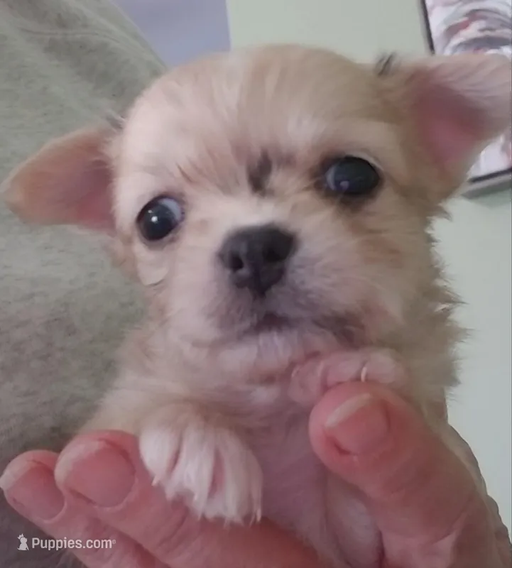 Cadbury  – Chihuahua puppy for sale in Vine Grove, KY