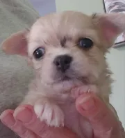 Cadbury , a male Chihuahua for sale in Vine Grove, KY – Photo 1 of 4