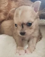 Cadbury , a male Chihuahua for sale in Vine Grove, KY – Photo 3 of 4