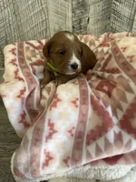 Beau, a male Miniature Goldendoodle for sale in Munfordville, KY – 3 of 3