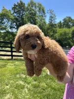 Leo, a male Poodle - Miniature  for sale in Munfordville, KY – 1 of 8