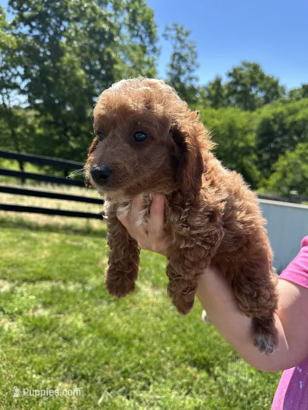 Ace – Poodle - Miniature  puppy for sale in Munfordville, KY