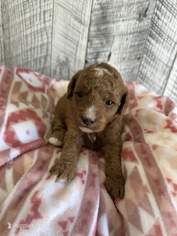 Princess – Miniature Goldendoodle puppy for sale in Munfordville, KY