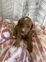 Princess, a female Miniature Goldendoodle for sale in Munfordville, KY – 1 of 3
