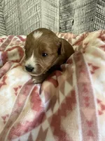 Beau, a male Miniature Goldendoodle for sale in Munfordville, KY – 2 of 3