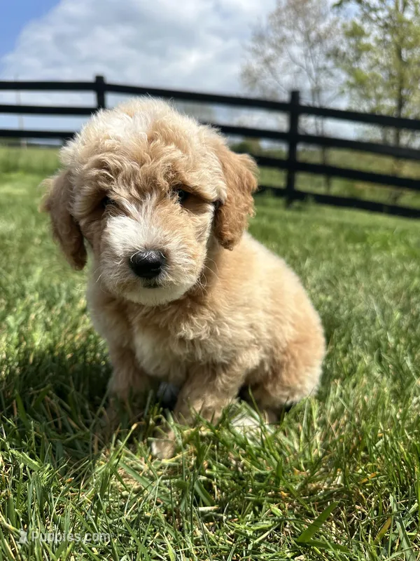 Sophia – Miniature Goldendoodle puppy for sale in Munfordville, KY