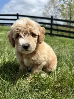 Sophia, a female Miniature Goldendoodle for sale in Munfordville, KY – Photo 1 of 9