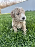 Sophia, a female Miniature Goldendoodle for sale in Munfordville, KY – Photo 5 of 9
