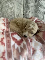 Sophia, a female Goldendoodle for sale in Munfordville, KY – Photo 2 of 3