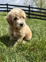 Sophia, a female Miniature Goldendoodle for sale in Munfordville, KY – Photo 2 of 9