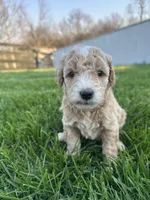 Sophia, a female Miniature Goldendoodle for sale in Munfordville, KY – Photo 4 of 9