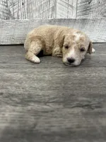 Sophia, a female Goldendoodle for sale in Munfordville, KY – Photo 3 of 3