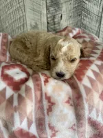 Sophia, a female Goldendoodle for sale in Munfordville, KY – Photo 1 of 3