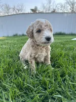 Sophia, a female Miniature Goldendoodle for sale in Munfordville, KY – Photo 6 of 9