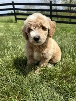 Sophia, a female Miniature Goldendoodle for sale in Munfordville, KY – Photo 3 of 9