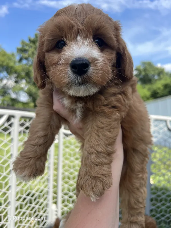Beau – Miniature Goldendoodle puppy for sale in Munfordville, KY
