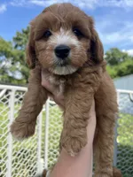 Beau, a male Miniature Goldendoodle for sale in Munfordville, KY – 1 of 4