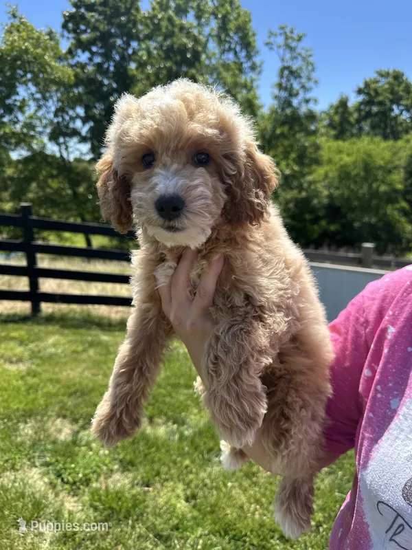 Sophia – Miniature Goldendoodle puppy for sale in Munfordville, KY