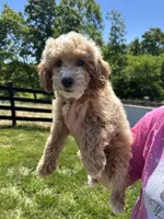 Sophia, a female Miniature Goldendoodle for sale in Munfordville, KY – 1 of 9
