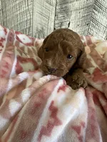 Ruby, a female Miniature Goldendoodle for sale in Munfordville, KY – 2 of 3