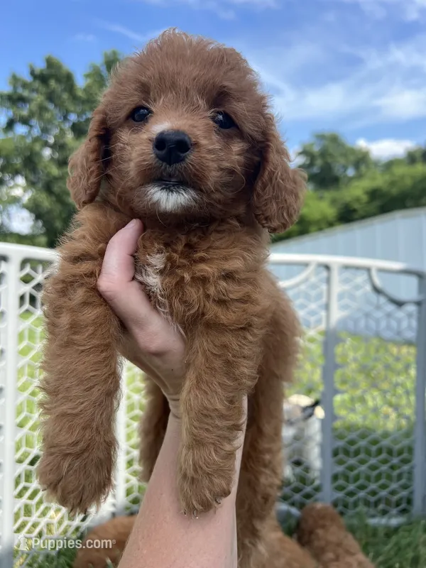 Ruby – Miniature Goldendoodle puppy for sale in Munfordville, KY