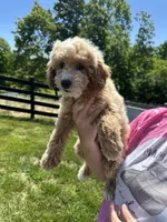 Sophia, a female Miniature Goldendoodle for sale in Munfordville, KY – 2 of 9