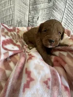 Rex, a male Miniature Goldendoodle for sale in Munfordville, KY – 2 of 3