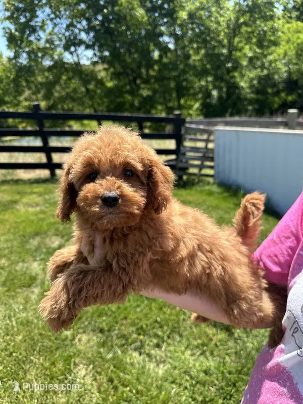 Milo – Miniature Goldendoodle puppy for sale in Munfordville, KY