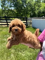 Milo, a male Miniature Goldendoodle for sale in Munfordville, KY – 1 of 9