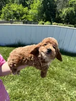 Ace, a male Poodle - Miniature  for sale in Munfordville, KY – 2 of 6