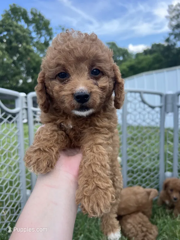 Princess – Miniature Goldendoodle puppy for sale in Munfordville, KY