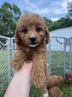 Princess, a female Miniature Goldendoodle for sale in Munfordville, KY – 1 of 4