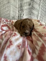 Gracie, a female Miniature Goldendoodle for sale in Munfordville, KY – 3 of 3