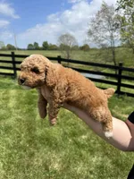Leo, a male Poodle - Miniature  for sale in Munfordville, KY – 5 of 8