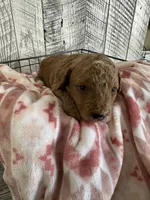 Leo, a male Poodle - Miniature  for sale in Munfordville, KY – Photo 3 of 3