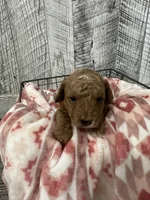 Leo, a male Poodle - Miniature  for sale in Munfordville, KY – Photo 2 of 3