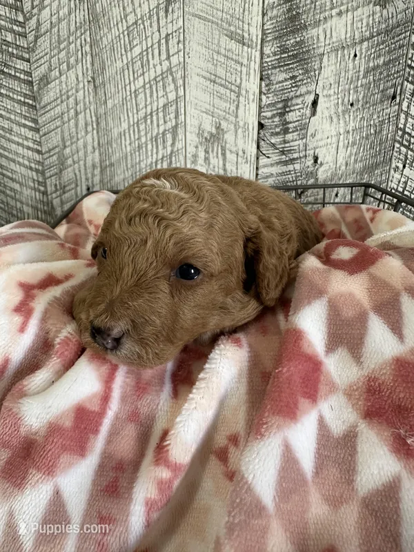 Leo – Poodle - Miniature  puppy for sale in Munfordville, KY