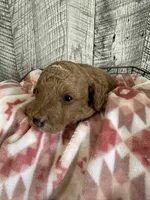 Leo, a male Poodle - Miniature  for sale in Munfordville, KY – Photo 1 of 3