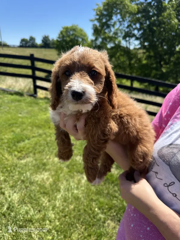 Oliver – Poodle - Miniature  puppy for sale in Munfordville, KY