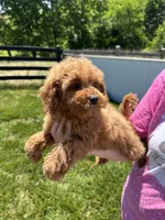 Milo, a male Miniature Goldendoodle for sale in Munfordville, KY – 2 of 9
