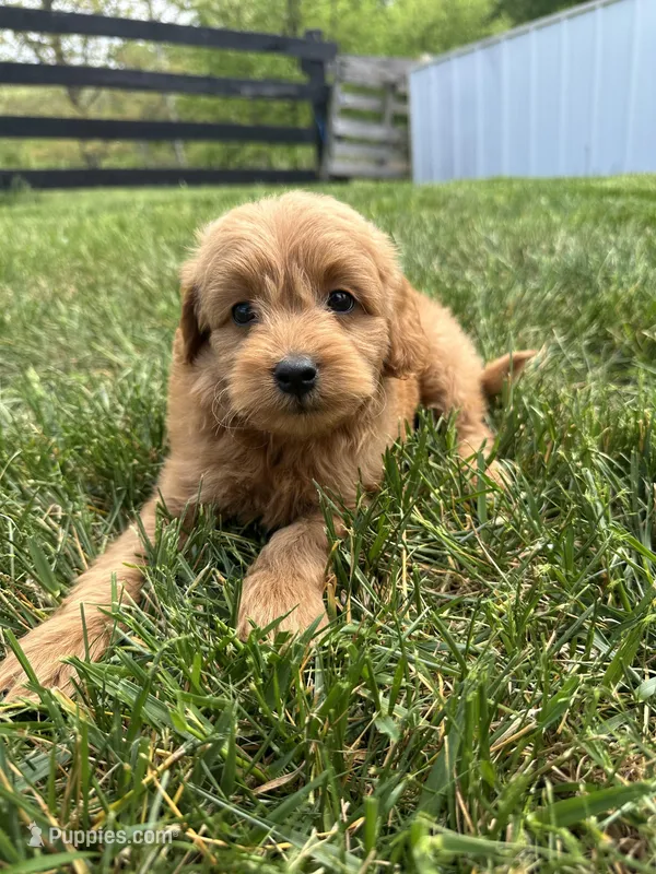 Buster – Miniature Goldendoodle puppy for sale in Munfordville, KY