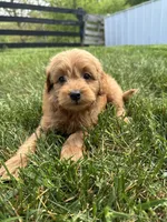 Buster, a male Miniature Goldendoodle for sale in Munfordville, KY – Photo 1 of 7