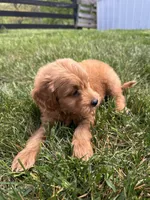 Buster, a male Miniature Goldendoodle for sale in Munfordville, KY – Photo 2 of 7