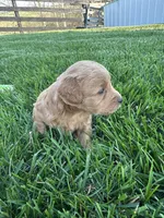 Buster, a male Miniature Goldendoodle for sale in Munfordville, KY – Photo 5 of 7