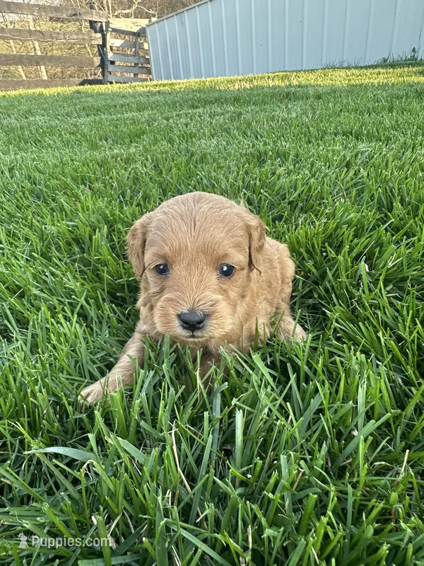 Buster – Goldendoodle puppy for sale in Munfordville, KY