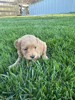 Buster, a male Miniature Goldendoodle for sale in Munfordville, KY – Photo 4 of 7