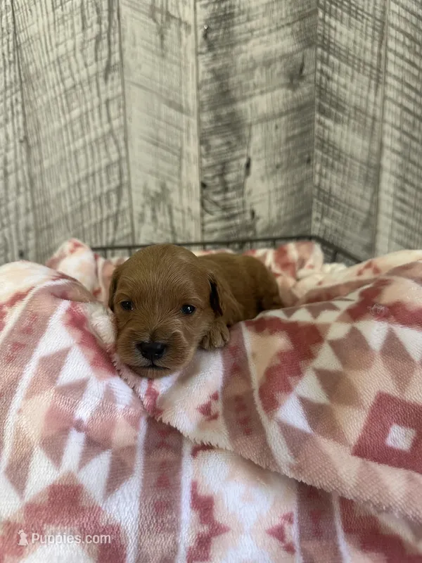 Buster – Goldendoodle puppy for sale in Munfordville, KY