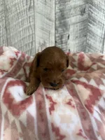 Jake, a male Goldendoodle for sale in Munfordville, KY – Photo 2 of 2