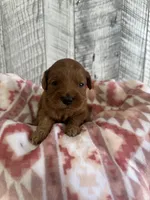 Jake, a male Goldendoodle for sale in Munfordville, KY – Photo 1 of 2